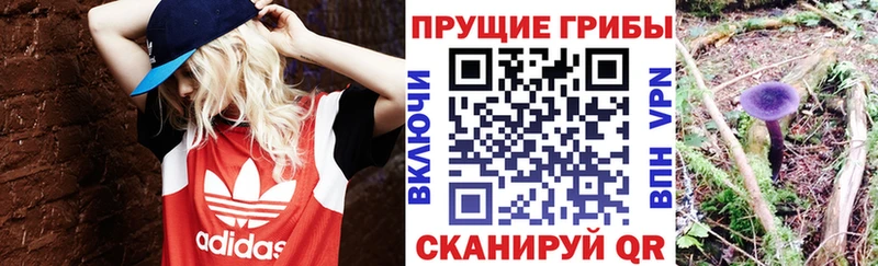 купить   blacksprut вход  Псилоцибиновые грибы Psilocybe  Архангельск 