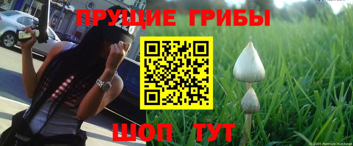 где купить наркоту  Архангельск  Псилоцибиновые грибы Psilocybine cubensis 